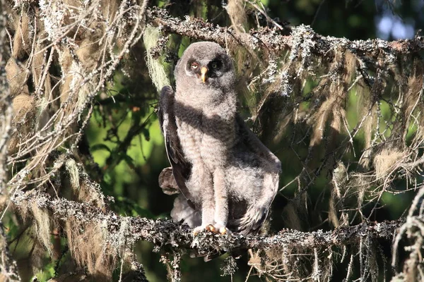 Gran búho gris (Strix nebulosa) Cub, Suecia —  Fotos de Stock