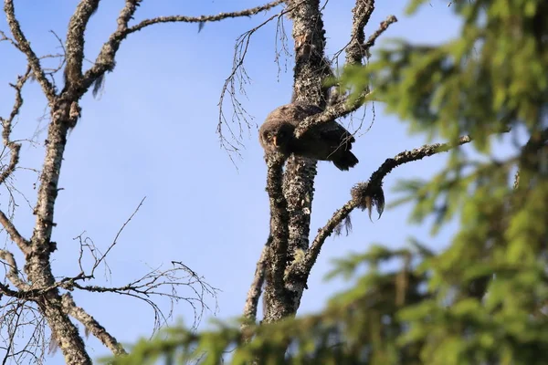 Grande coruja cinzenta (Strix nebulosa) Cub, Suécia — Fotografia de Stock