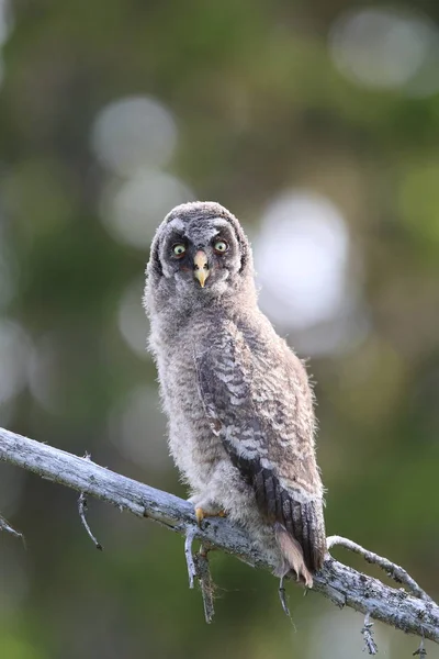 Большая серая сова (Strix туманность) Cub, Швеция — стоковое фото