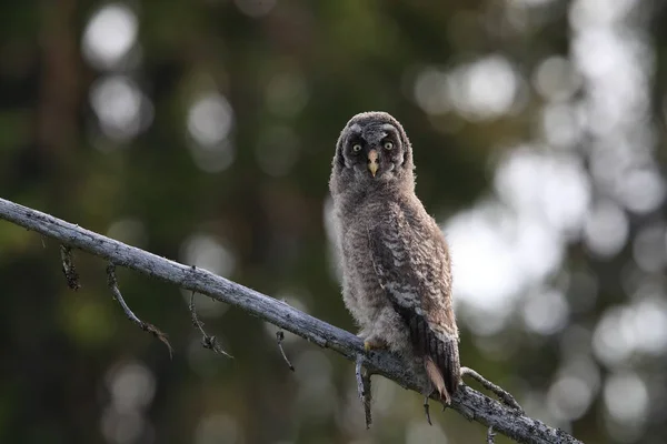 Gran búho gris (Strix nebulosa) Cub, Suecia —  Fotos de Stock