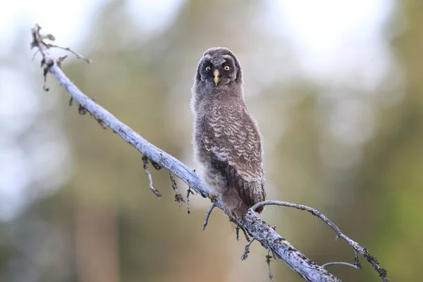 Grande coruja cinzenta (Strix nebulosa) Cub, Suécia — Fotografia de Stock