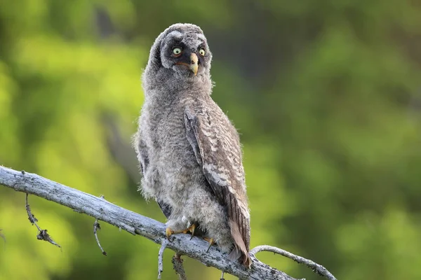 Gran búho gris (Strix nebulosa) Cub, Suecia —  Fotos de Stock