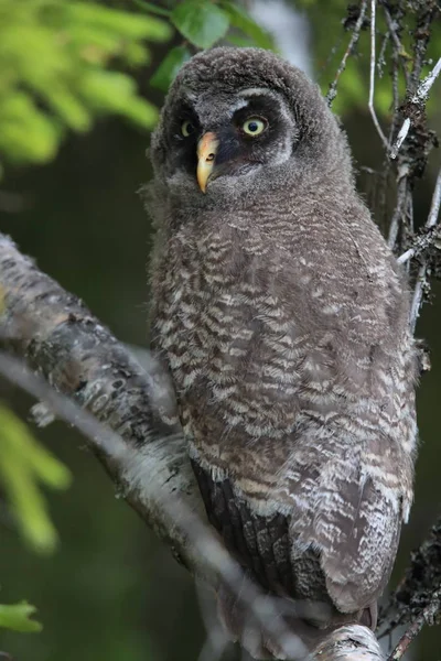 Great grey owll (Strix nebulosa) Cub, Sweden — Stock Photo, Image