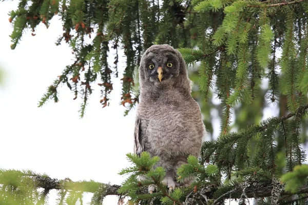 Gran búho gris (Strix nebulosa) Cub, Suecia —  Fotos de Stock