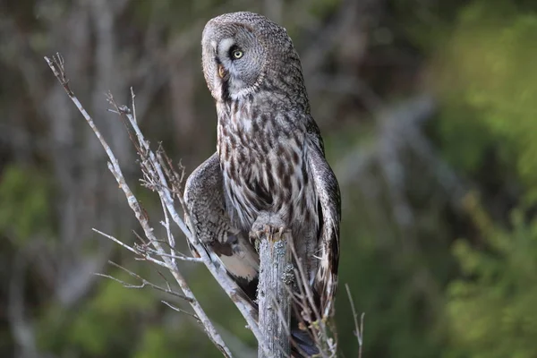 Gran búho gris (Strix nebulosa) Suecia — Foto de Stock