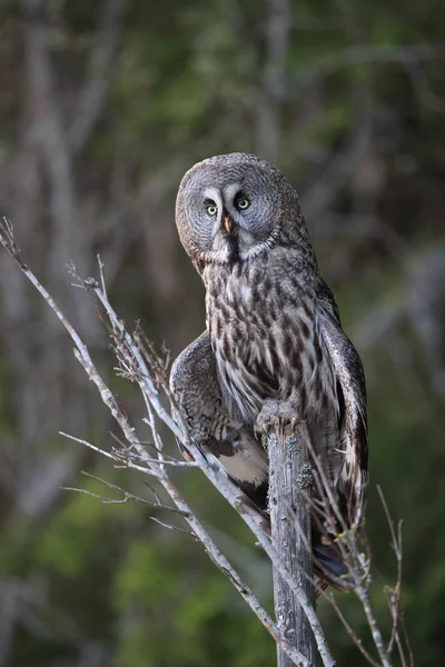 Grote grijze uil (Strix nebulosa) Zweden — Stockfoto