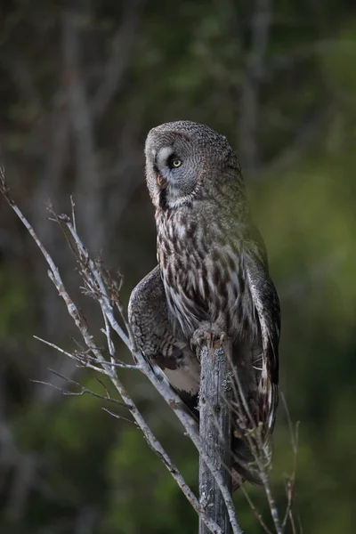 Große graue Eule (strix nebulosa) schweden — Stockfoto