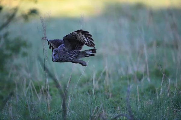 Great grey owl (Strix nebulosa) Sweden — 스톡 사진