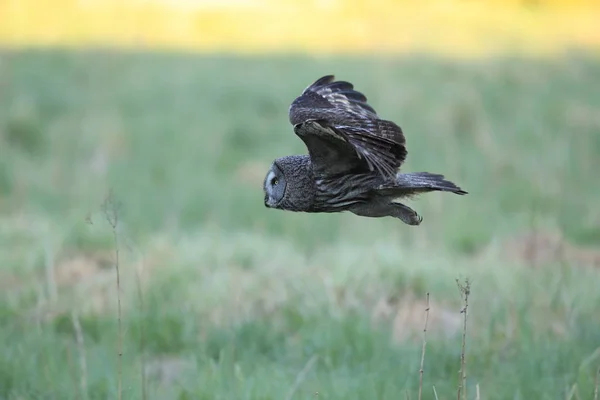 Velká šedá sova (Strix nebulosa) Švédsko — Stock fotografie