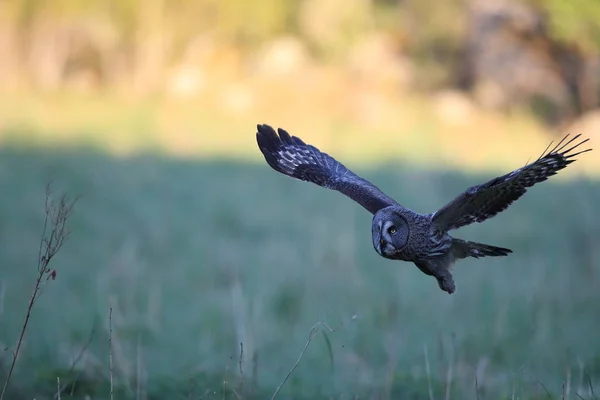 Velká šedá sova (Strix nebulosa) Švédsko — Stock fotografie