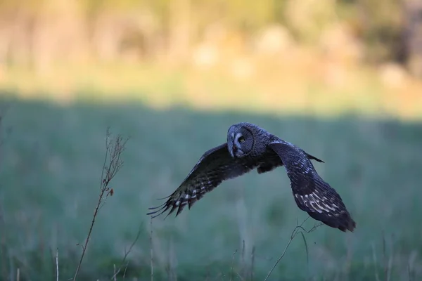 Grande coruja cinzenta (Strix nebulosa) Suécia — Fotografia de Stock