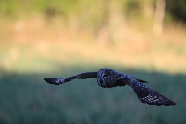 Velká šedá sova (Strix nebulosa) Švédsko — Stock fotografie