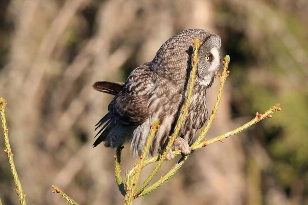 Große graue Eule (strix nebulosa) schweden — Stockfoto