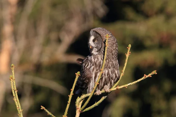 Great grey owl (Strix nebulosa) Sweden — Stock Photo, Image