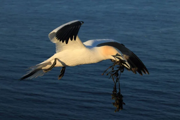 Basstölpel (morus bassanus) helgoland deutschland — Stockfoto