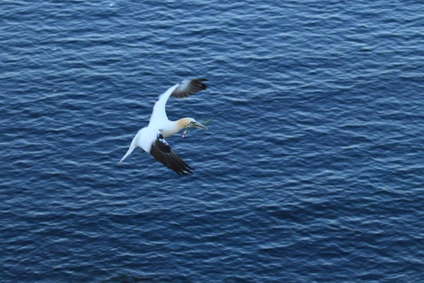 Kuzey Gannet (Morus bassanus) Heligoland Almanya — Stok fotoğraf