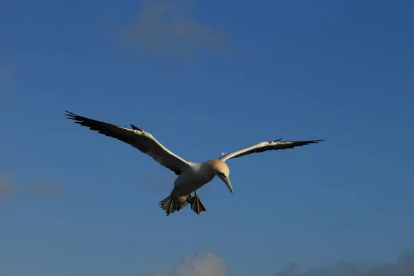 Northern Gannet (Morus bassanus) Heligoland Alemanha — Fotografia de Stock