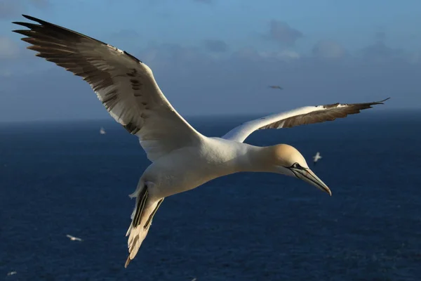 Kuzey Gannet (Morus bassanus) Heligoland Almanya — Stok fotoğraf