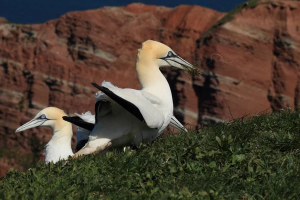 Gannet del Norte (Morus bassanus) Helgoland Alemania — Foto de Stock