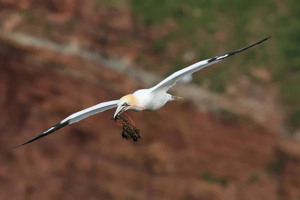 Norra Gannet (Morus bassanus) Helgoland Tyskland — Stockfoto