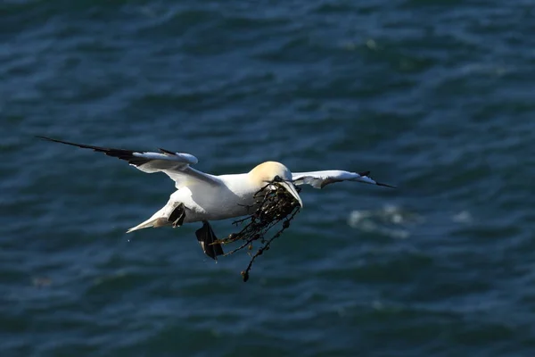 北ガンネット（Morus basanus）｜Heligoland Germany — ストック写真