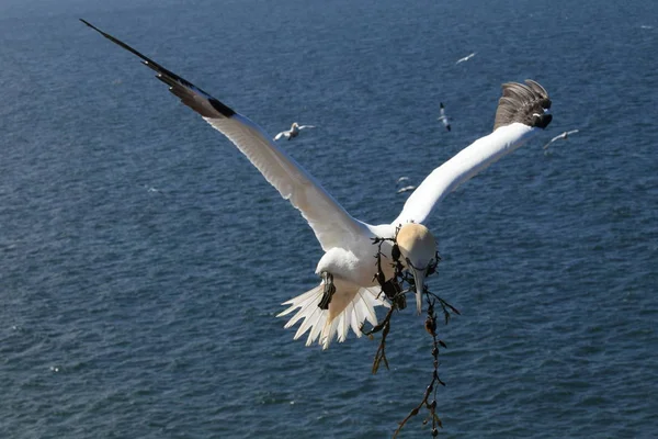 Kuzey Gannet (Morus bassanus) Heligoland Almanya — Stok fotoğraf