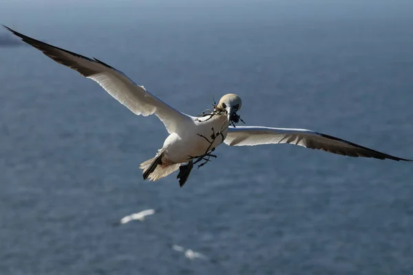 Northern Gannet (Morus bassanus) Heligoland Németország — Stock Fotó