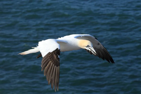 Severní Gannet (Morus bassanus) Helgoland Německo — Stock fotografie