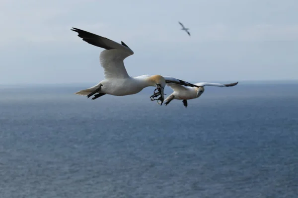 Kuzey Gannet (Morus bassanus) Heligoland Almanya — Stok fotoğraf