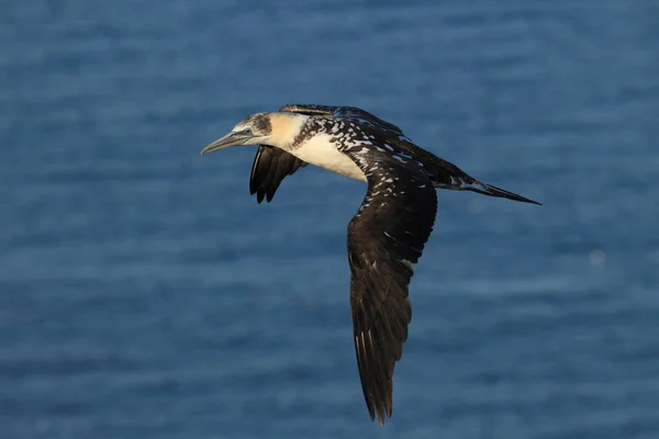 Northern Gannet (Morus bassanus) Heligoland Germany — Stock Photo, Image