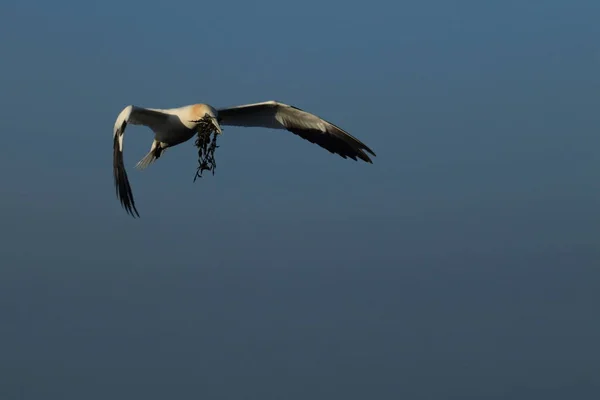 Kuzey Gannet (Morus bassanus) Heligoland Almanya — Stok fotoğraf