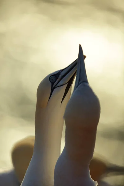 Northern Gannet (Morus bassanus) Heligoland Germany — Stock Photo, Image