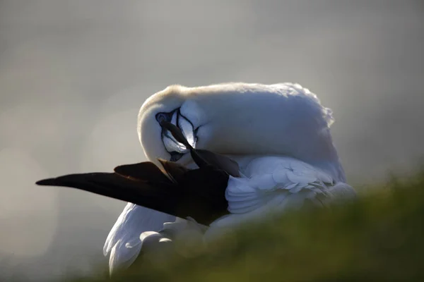 Gannet del Norte (Morus bassanus) Helgoland Alemania — Foto de Stock