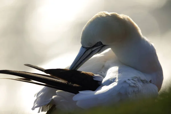 Northern Gannet (Morus bassanus) Heligoland Germany — Stock Photo, Image