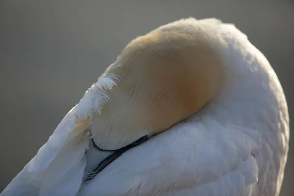 Northern Gannet (Morus bassanus) Heligoland Alemanha — Fotografia de Stock