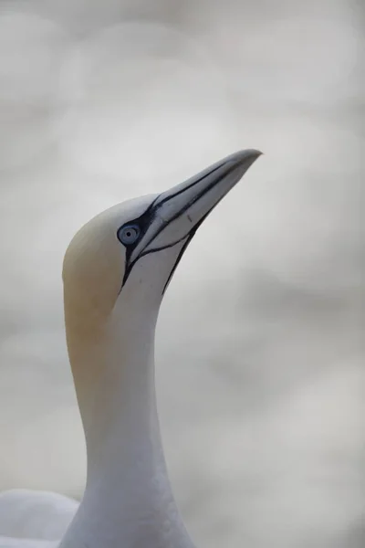 Northern Gannet (Morus bassanus) Helgoland Tyskland - Stock-foto