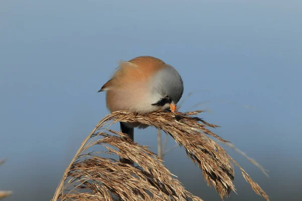 Kabeljauw (Panurus biarmicus) Baden-Wuertt — Stockfoto