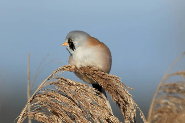 Bearded Reedling or Bearded Tit (Panurus biarmicus) Baden-Wuertt — стокове фото