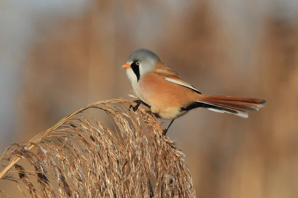 Szakállas nádas vagy szakállas csöcsű (Panurus biarmicus) Baden-Wuertt — Stock Fotó