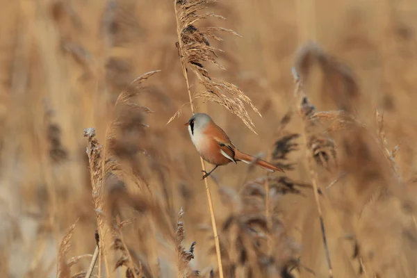 Kabeljauw (Panurus biarmicus) Baden-Wuertt — Stockfoto