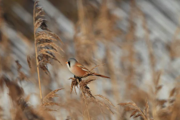 Kabeljauw (Panurus biarmicus) Baden-Wuertt — Stockfoto