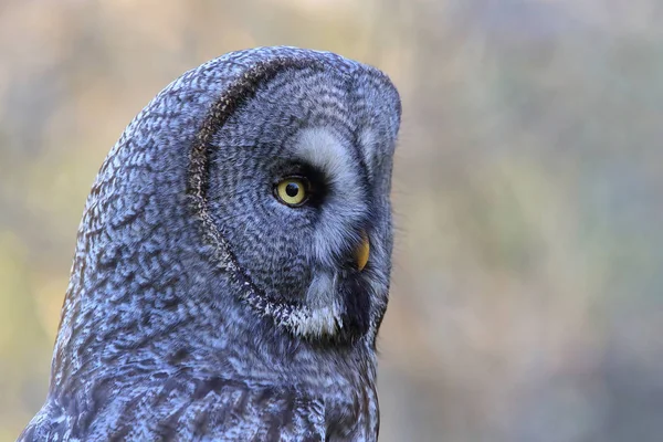 Great grey owl (Strix nebulosa) Sweden — 스톡 사진