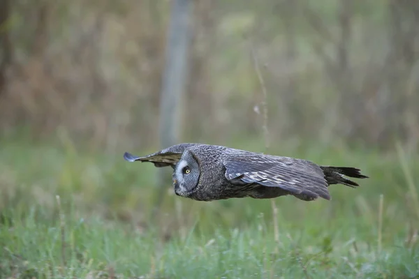 Hibou gris (Strix nebulosa) Suède — Photo