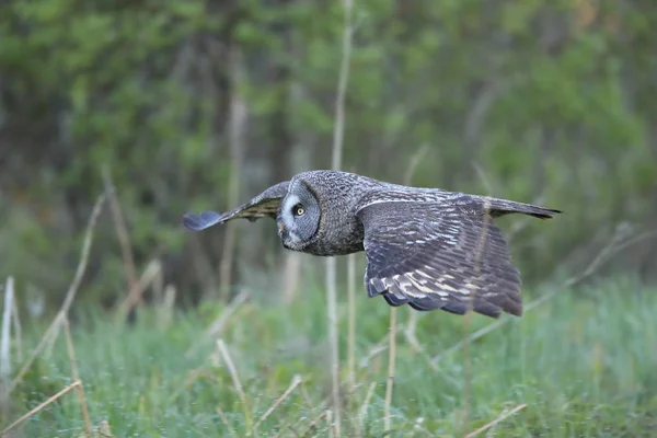 Hibou gris (Strix nebulosa) Suède — Photo