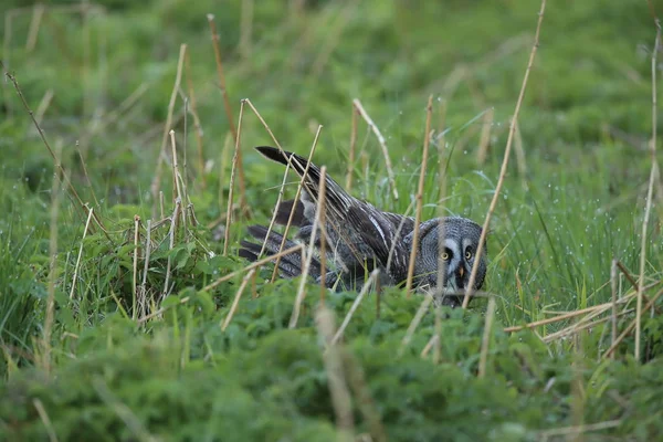 Grande coruja cinzenta (Strix nebulosa) Suécia — Fotografia de Stock