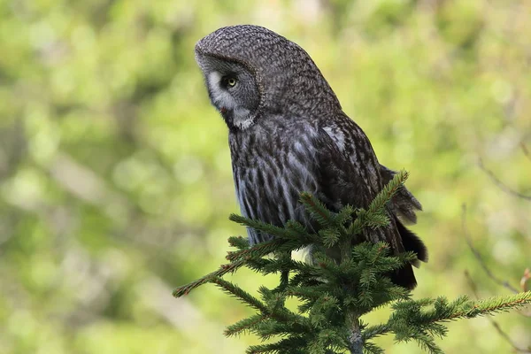 Gran búho gris (Strix nebulosa) Suecia — Foto de Stock