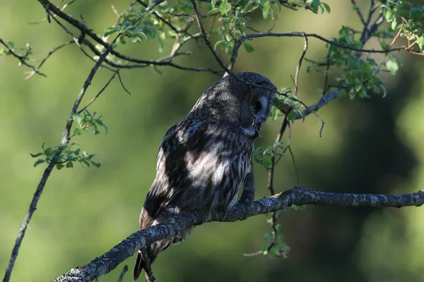 Große graue Eule (strix nebulosa) schweden — Stockfoto