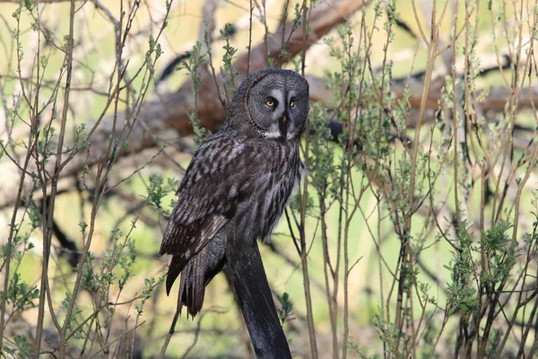 Gran búho gris (Strix nebulosa) Suecia — Foto de Stock