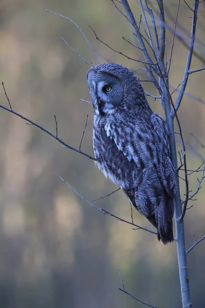 Gran búho gris (Strix nebulosa) Suecia — Foto de Stock