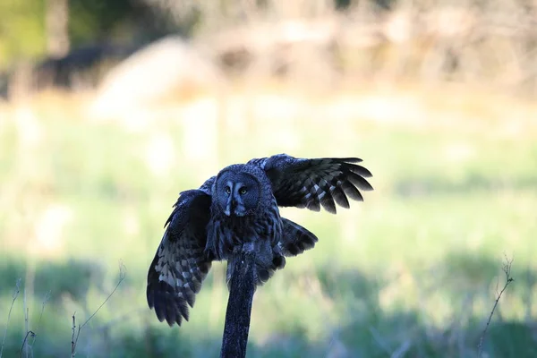 Büyük gri baykuş (Strix nebulosa) İsveç — Stok fotoğraf